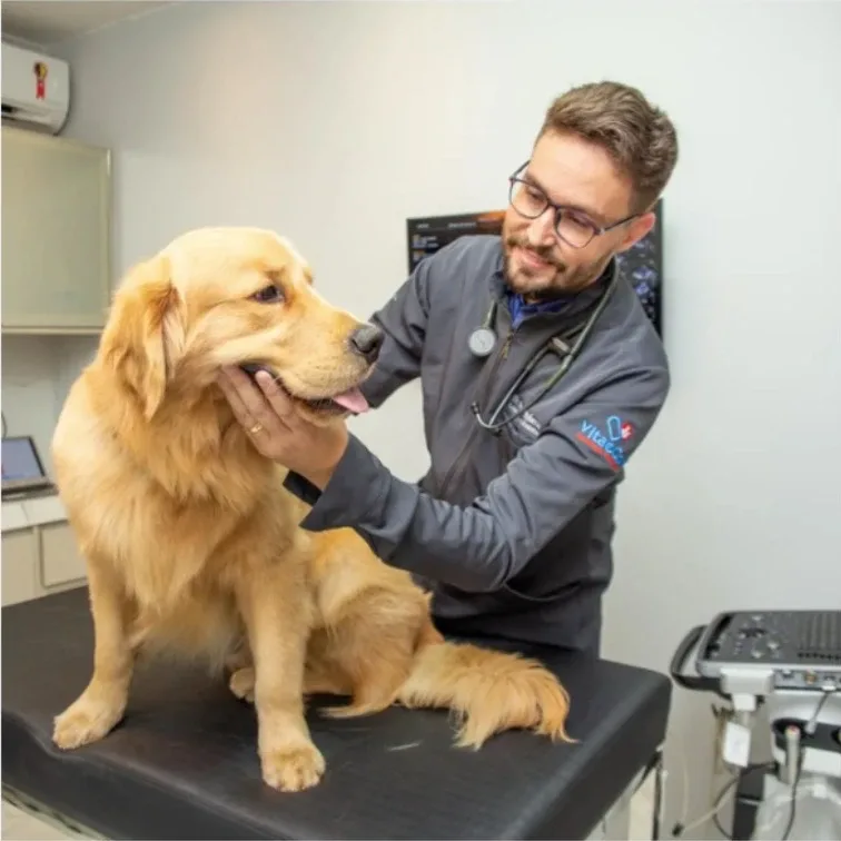 Dr. Paulo Sousa auscultando um cão golden retriever na mesa de atendimento
