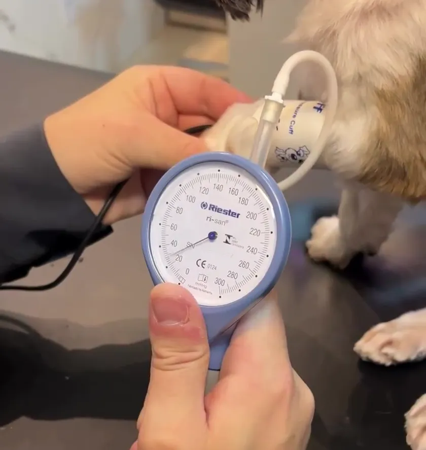 Mensuração de pressão arterial em um cão durante a consulta na VitaeCor